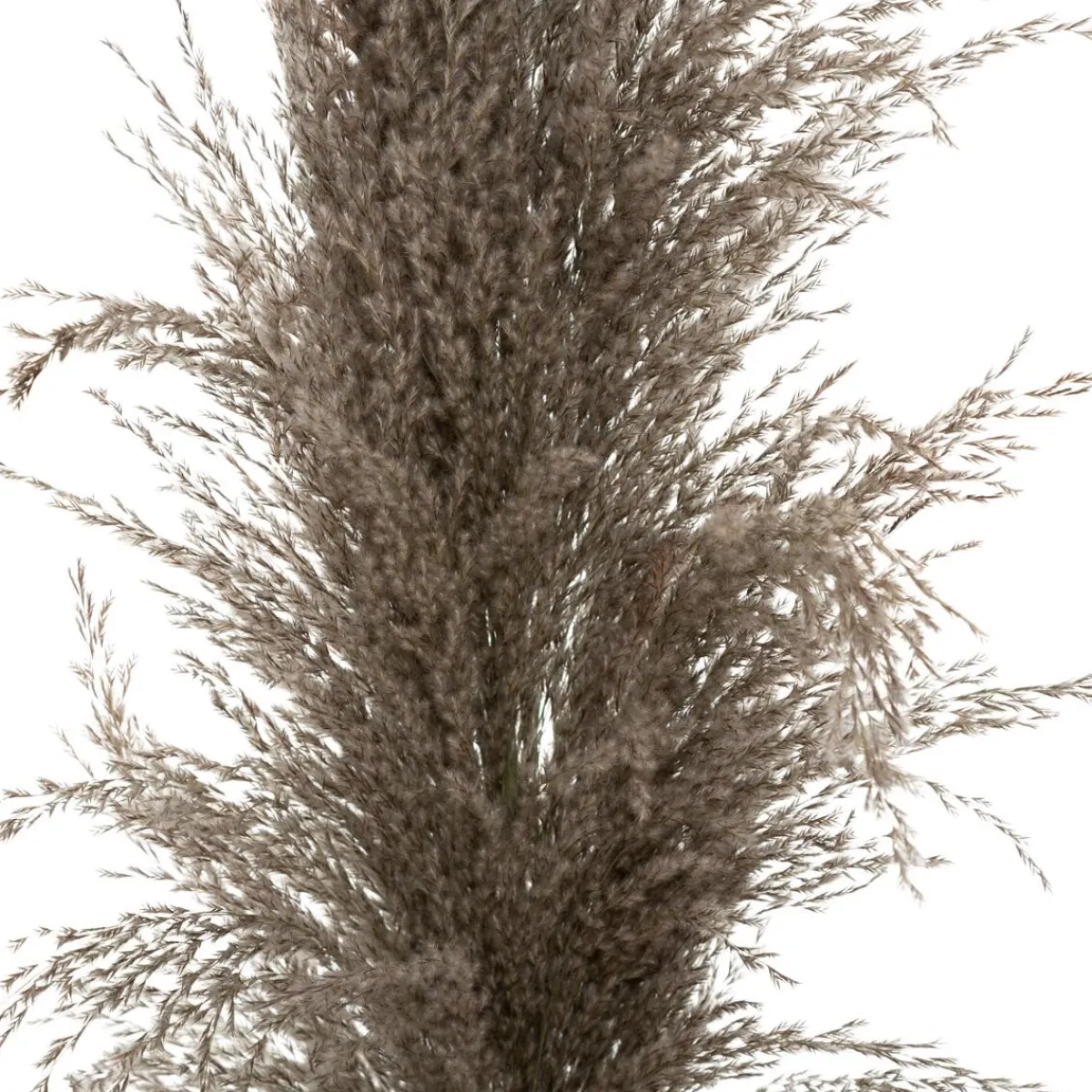 3 fleurs séchées "Pampa brune"*ATMOSPHERA Discount