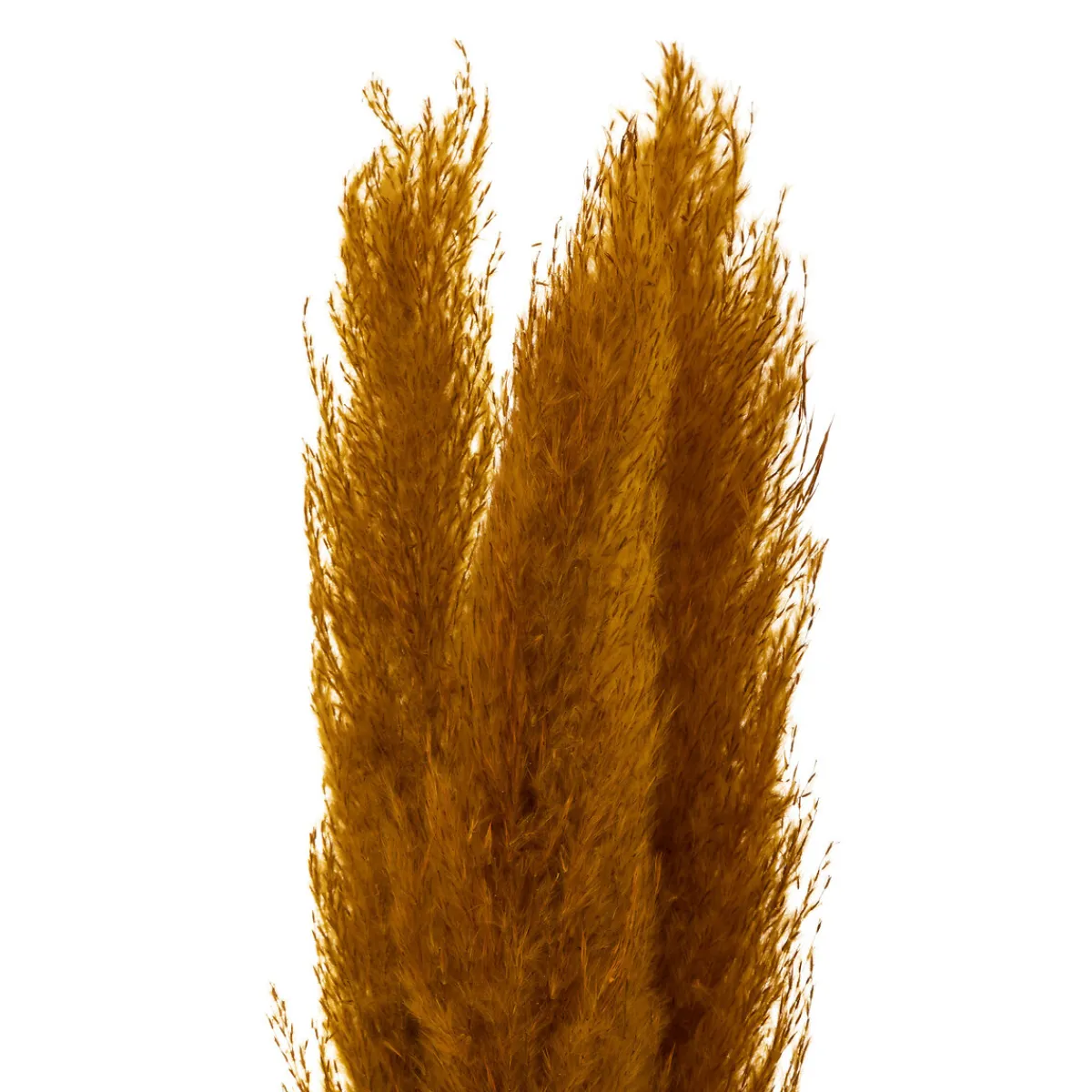 3 fleurs séchées "Pampa naturelle"*ATMOSPHERA Clearance