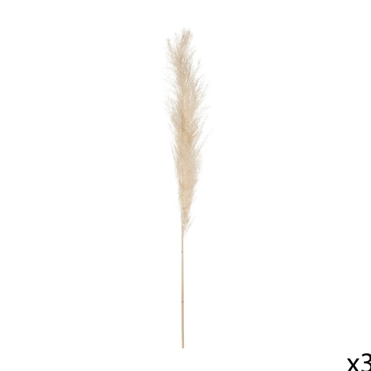 3 fleurs séchées "Pampa naturelle"*ATMOSPHERA Hot