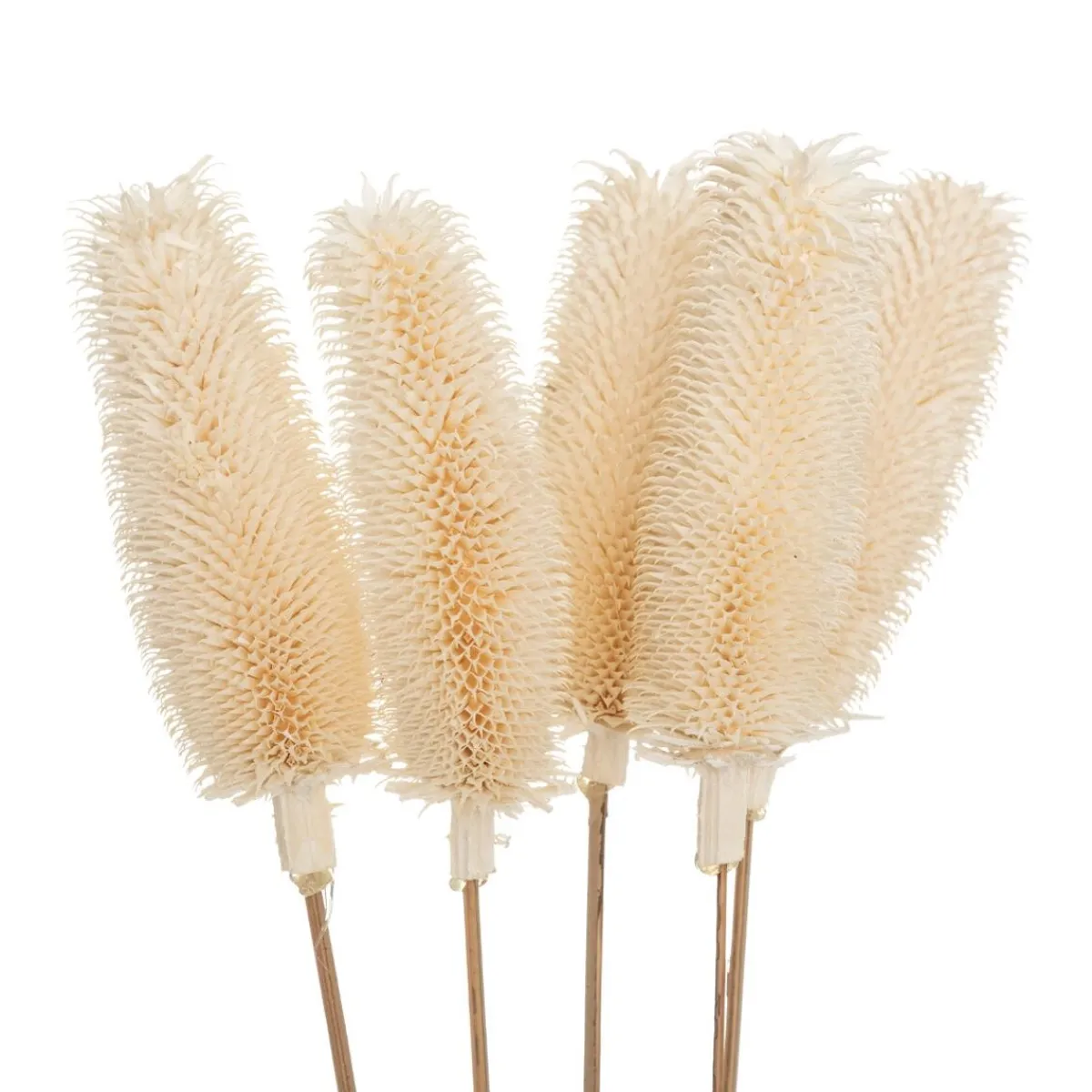 Bouquet de plantes séchées*ATMOSPHERA Online