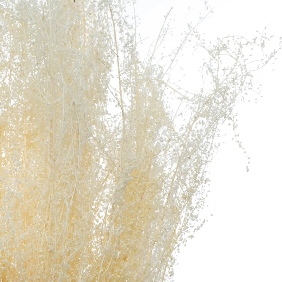 Bouquet de plantes séchées*ATMOSPHERA Online