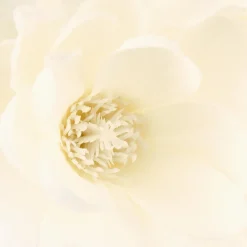 Branches de magnolia, vase*ATMOSPHERA Sale