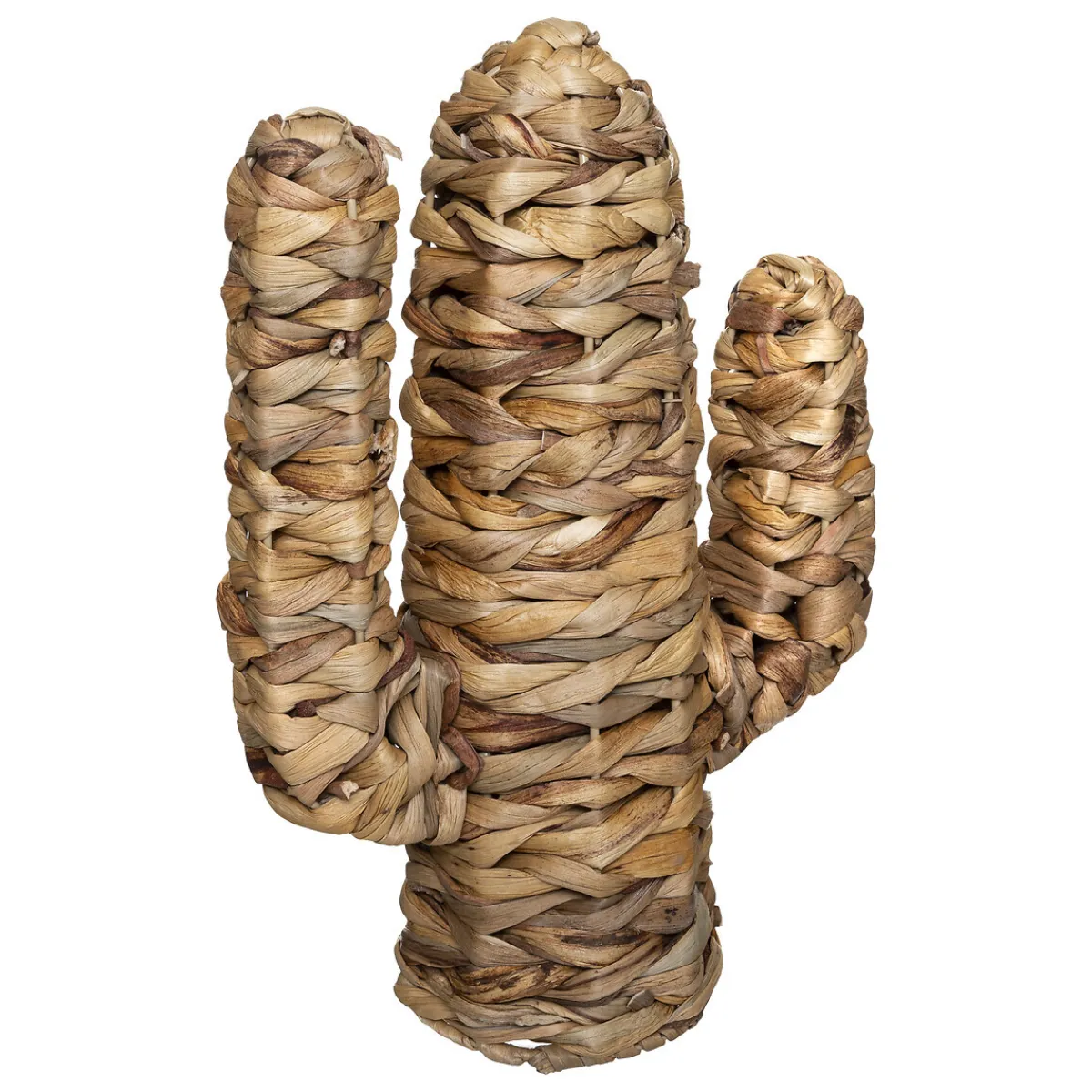 Cactus "Haci"*ATMOSPHERA New