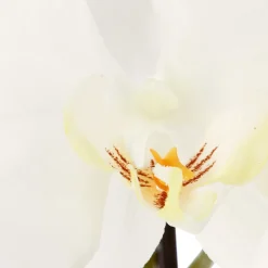 Orchidée artificielle*ATMOSPHERA Discount