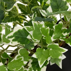 Plante artificielle suspendue 