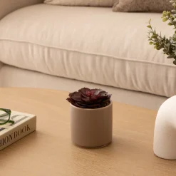 Plante grasse artificielle 