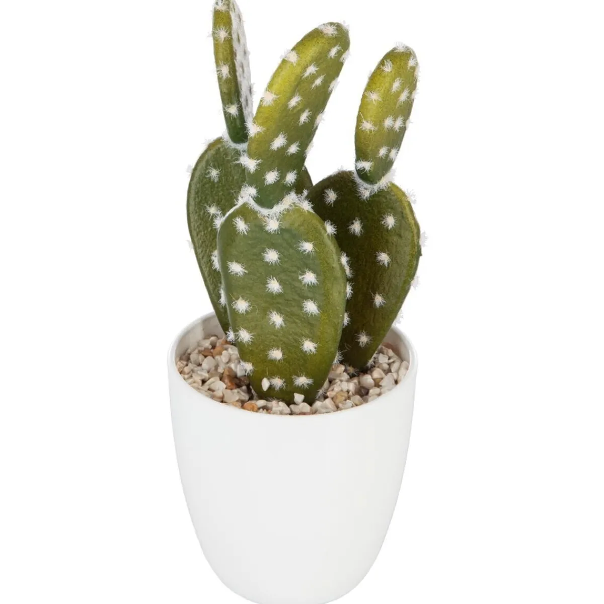 Plante succulente & cactus*ATMOSPHERA Outlet