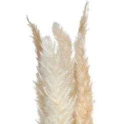 Set de 6 fleurs séchées "Pampa naturelle"*ATMOSPHERA