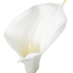 Tige d'arum artificiel*ATMOSPHERA Online