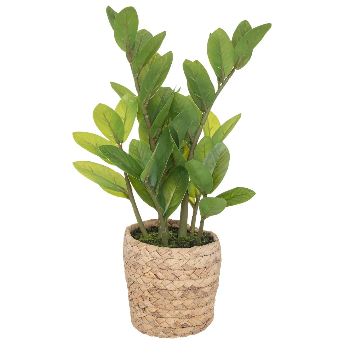 Zamio artificiel*ATMOSPHERA New