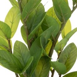 Zamio artificiel*ATMOSPHERA New